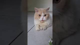 Download lagu Ayok melet dulu #kucingmelet #videokucing #videokucinglucu #videokucingcomel #catlover mp3