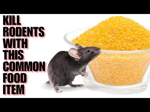 Kill Rodents Fast With A Common Kitchen Item | Rats & Mice Gone Forever