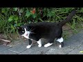 Tuxedo Cat Finally Said Hello To Me With Her Cute Meow