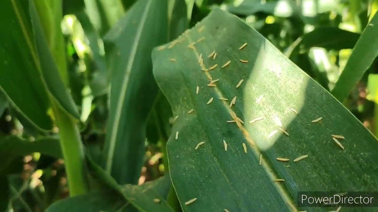 POLINIZAÇÃO DO MILHO @agrontk