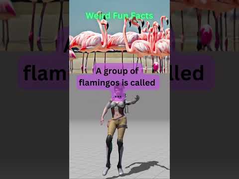 The Ultimate Collection of Weird Fun Facts!😳😱🤯 A group of owls