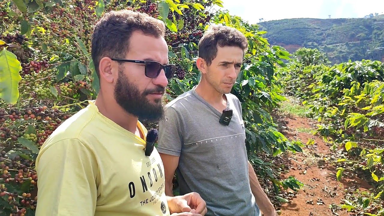 COLHEITA DE CAFÉ ARÁBICA EM MINAS GERAIS BRASIL 🇧🇷