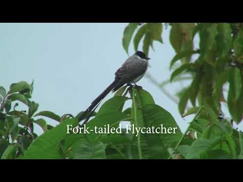 Theo Bijlhout | In Uw Koninkrijk | De Mooiste Surinaamse Vogels ( Clip )