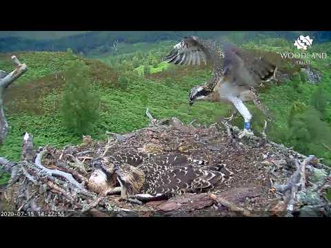 Eldest Arkaig osprey chick practices flying - lands on siblings - Loch Arkaig Osprey Cam (2020)