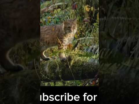 how wild cat Satish hunger