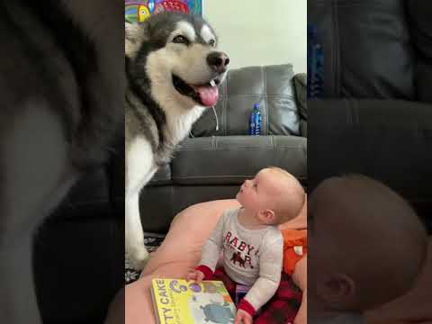 Baby Is Amazed By Giant Malamute | #shorts