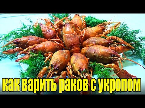 Как варить раков.Вареные раки с укропом.