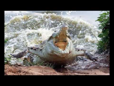 Peter Kruder - Crocodile