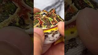 Why Handling Pacman Frogs Can Be Risky: The Dangers of Their Teeth #shorts