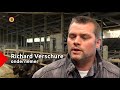 Boer ruilt al z’n koeien in voor waterbuffels