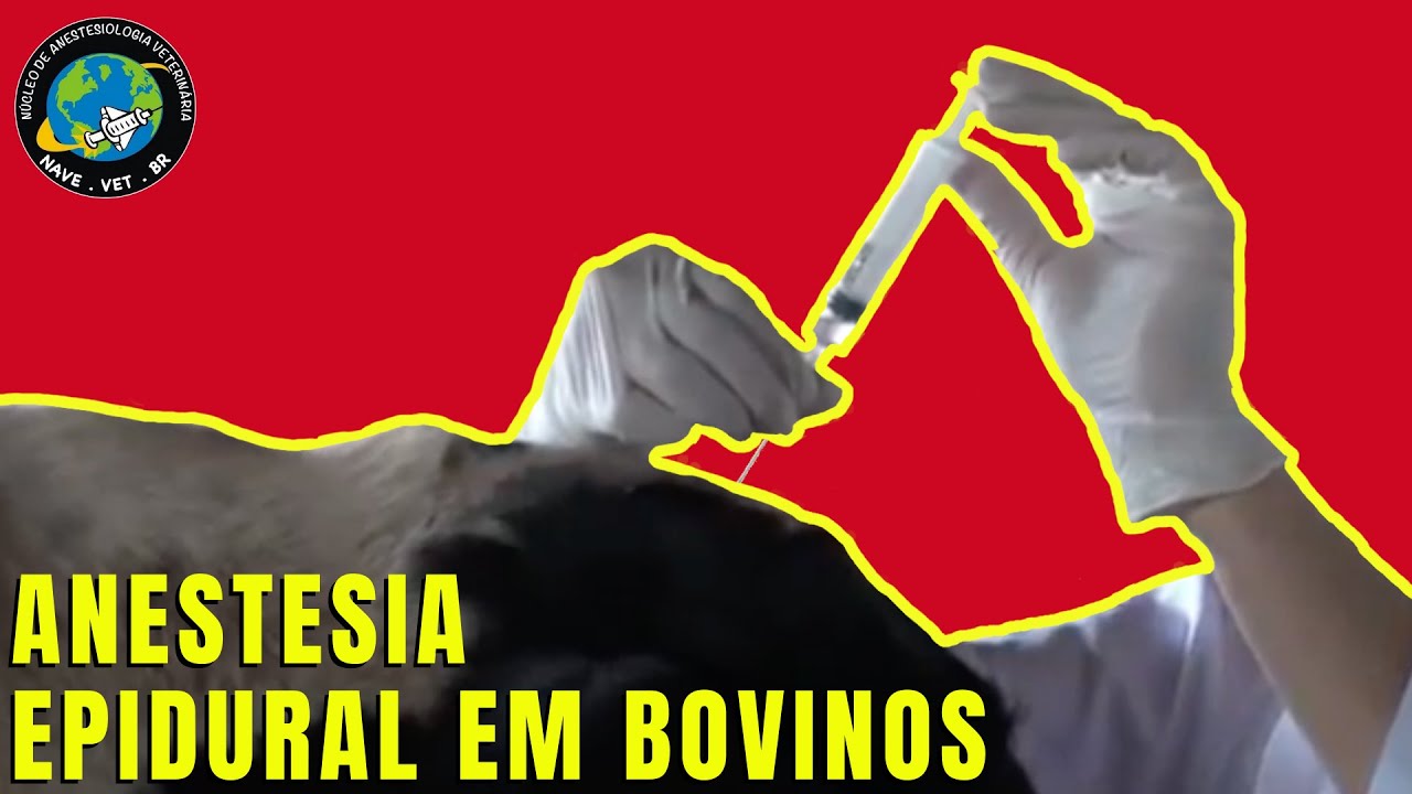 Epidural block in cattle