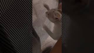 Re: [心得/幼貓] 洗澡洗到睡著-後續