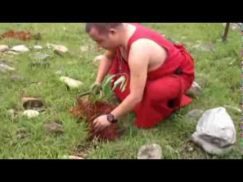 buddhism and the environment