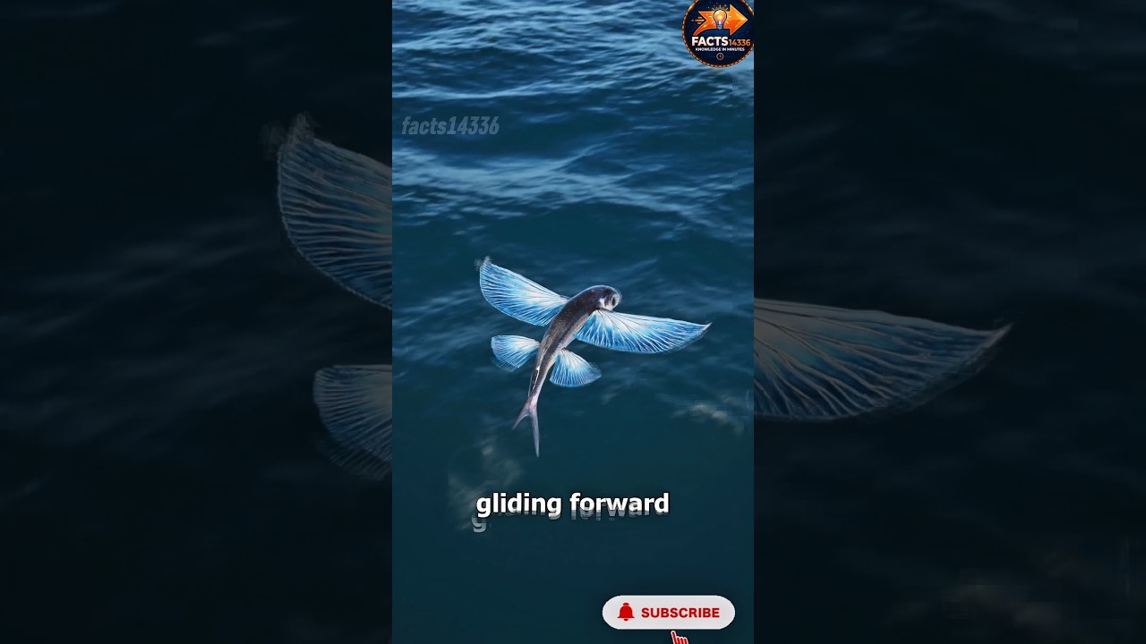 సబ్‌స్క్రైబ్ చేయకపోతే అదృష్టం రాదు?! 😱🐟 | Flying Fish Facts in Telugu #shorts