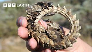 This is Why Lizards Sunbathe | Life in Cold Blood | BBC Earth