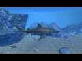 Great White Shark VS Orca Whale Sharks