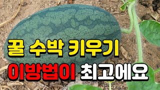 맛있는 꿀 수박만들기 / 이것만 하면 맛있어 져요/ 수박키우기 / 수박재배 / 블랙망고수박