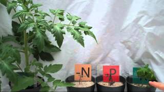 Plant Nutrition to control Tomato Growth