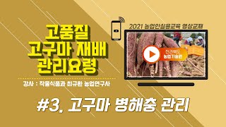 [ 고품질 고구마 재배기술 ] #3. 고구마 병해충 관리