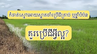 គួរបាចជីគ្រាប់មុន ឬបាញ់ស្មៅមុន