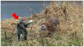 Angry Cats vs Wild Animals: Shocking Moments Caught on Camera
