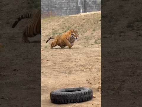 Bioga’s Attack Left Everyone Speechless – Watch the Footage