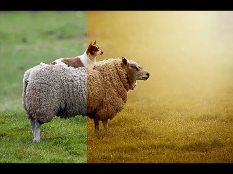 Deer of Sun Photoshop Manipulation Photoshop CC Tutorials