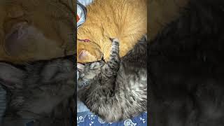 ヒンヤリマットで寝てる猫達 #猫
