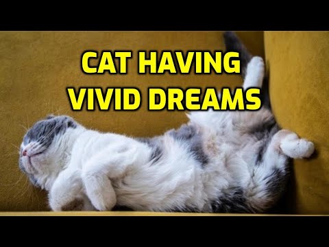 What Do Cats Dream About When They Twitch?