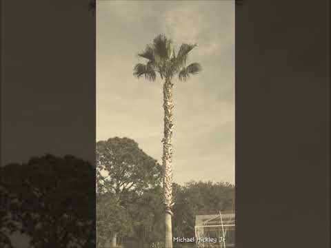 Mad Mikez Tree. Service short commercial