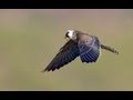 בזי הערב Red Footed Falcon