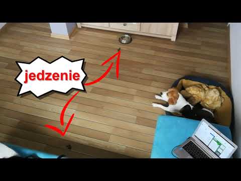 Beagle - czekanie na miskę