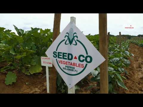 Sweet Pepper Production with Sydney Shachele