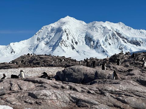 [4K] Antarctica, Just Penguins
