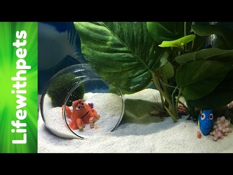 Divided 10 Gallon Betta Fish Tank Tour ( New Tank Theme)