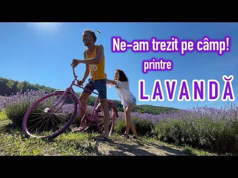 Ne-am trezit pe UN CÂMP DE LAVANDĂ | Cu AUTORULOTA în România
