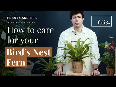Bird's Nest Fern Plant Care Tips🌿 Asplenium antiquum @ foli8