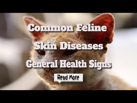 skin problems with cats