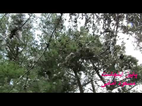 پاییز اینجاست ، مسعود امامی  ,  Fall is here , Masoud Emami