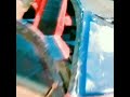 Cardboard Homemade Car