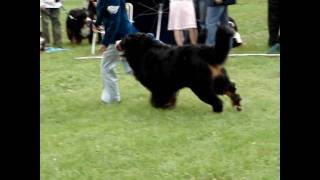 preview picture of video 'Bernese Mountain Dog - Ch. Dyami vom Burgseeli.wmv'