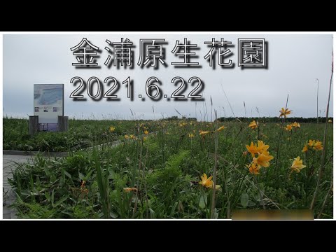 [Distante] Ezo azucena en Gimpo Primeval Flower Garden 2021.6.22