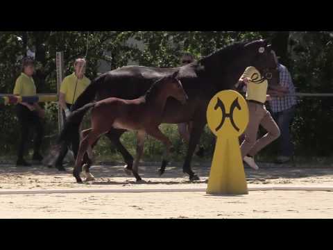 Benito, HF von Benicio - Diamond Hit