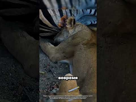 Чёрная мамба укусила львицу 😱