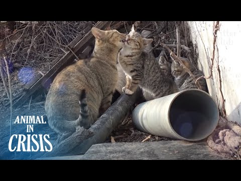 Cat Proves Every Mother Is Strong After She Saw Her Kitten Dead | Animal in Crisis EP215