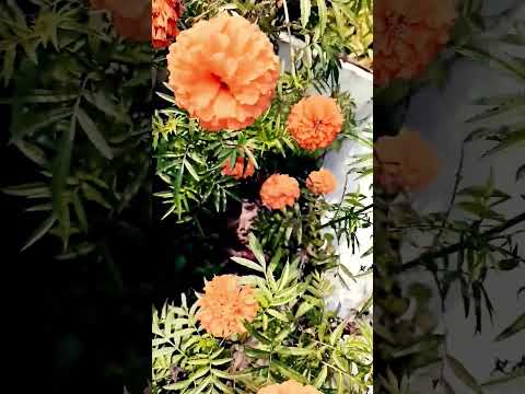 Beautiful flowers 🌼🌼🌼