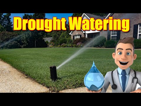 Lawn Watering Schedule During Summer Drought