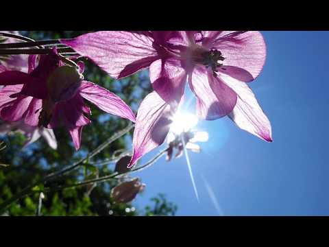 NOU!!! FRATII STRUGARIU - Mai aproape de cer (ALBUM "MAI APROAPE DE CER" 2020)