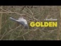 Sealions - Golden (Official) 