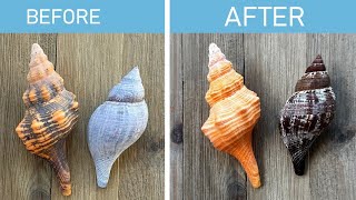 Best way to safely clean seashells! And it
